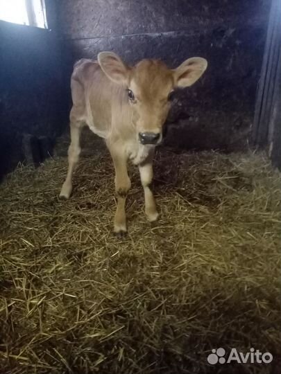 Джерсейская тёлочка