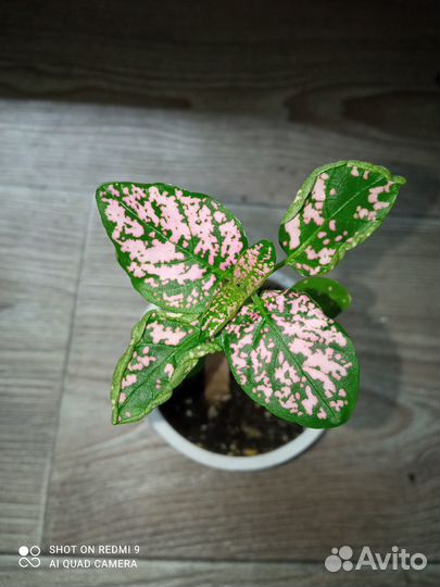 Гипоестес розовый