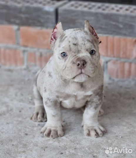 Американский булли Малышка лиловый мерль