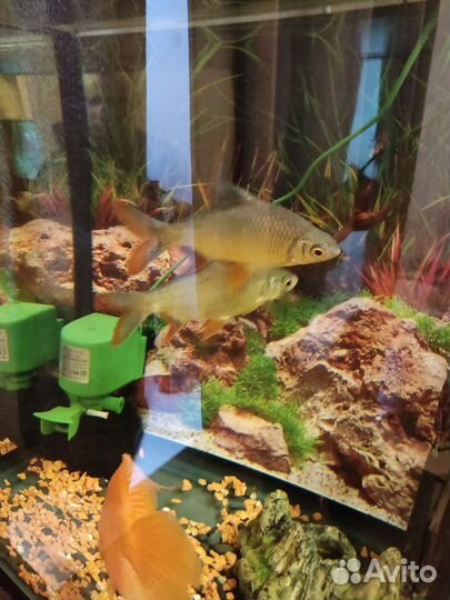 Барбусы лещевидные