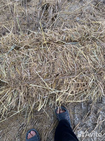 Солома рисовая