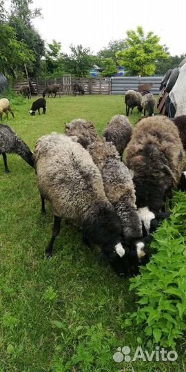 Овцы бараны