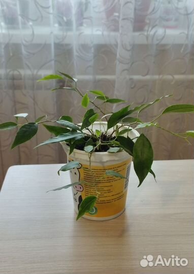 Продам домашние цветы