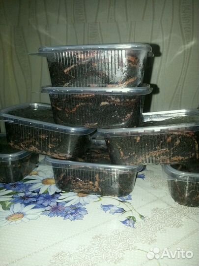 Черви краснодарские