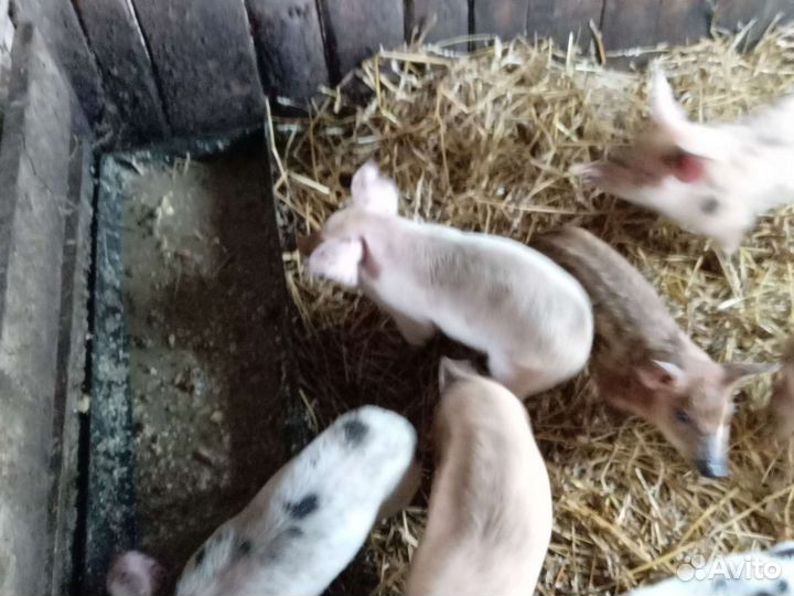 Поросята ландрас