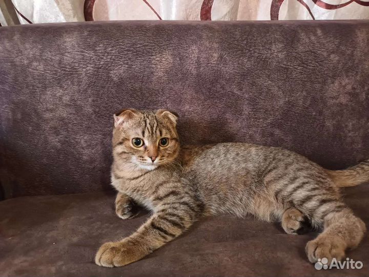 Шотландская вислоухая кошка мальчик