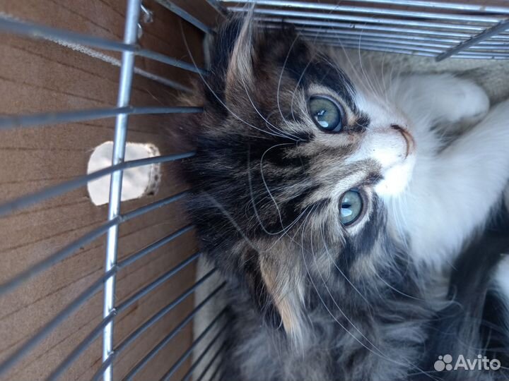 Шотландская