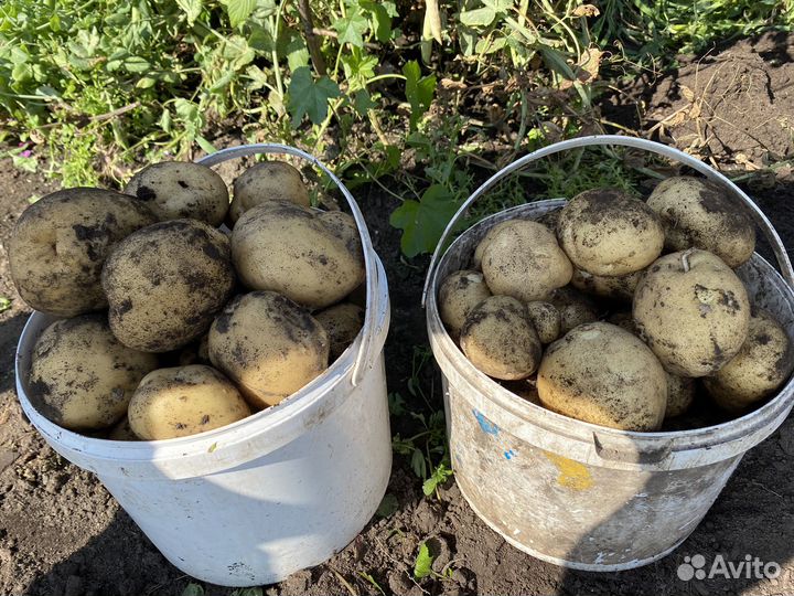 Картофель сортовой