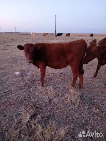 Бычки и телки