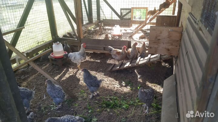 Молодые петухи Билефельдер и Михелены