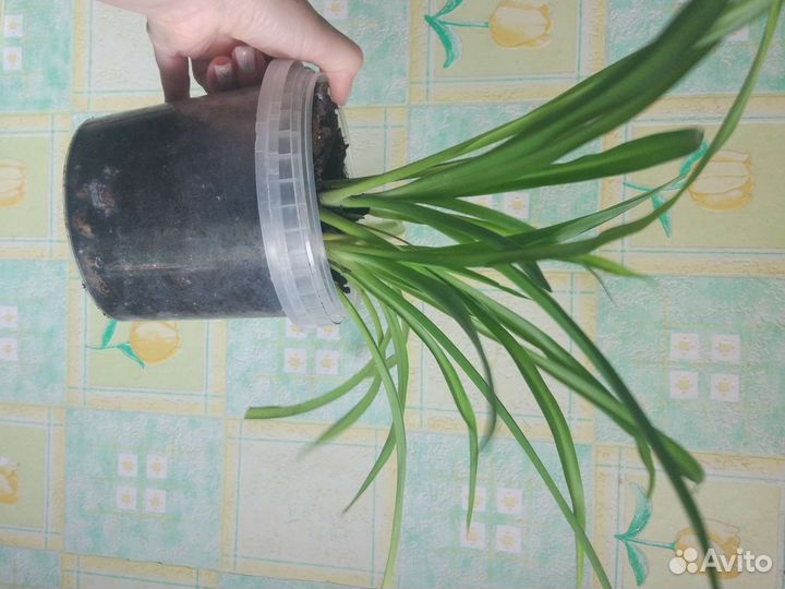 Сансевиерия