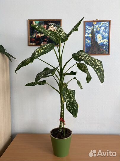 Диффенбахия