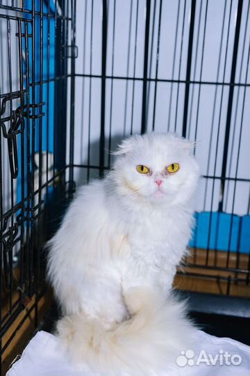 Красавица Пудра, чисто белая, стерилизованная