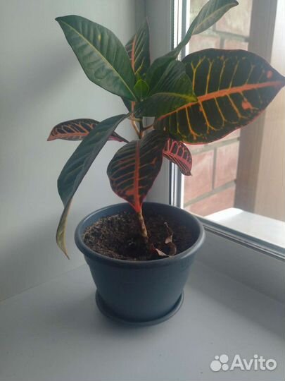 Комнатные цветы кротон