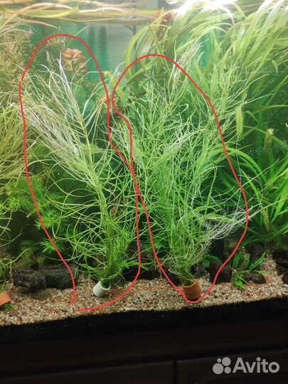 Аквариумные растения