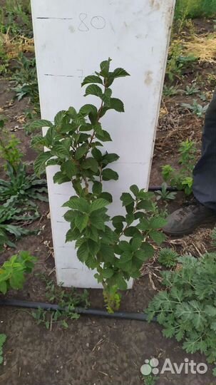 Вишня войлочная