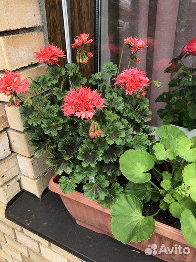 Пеларгония Bronze Butterfly