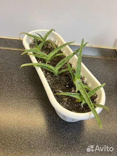 Комнатные растения