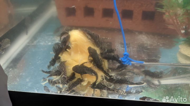 Анциструсы