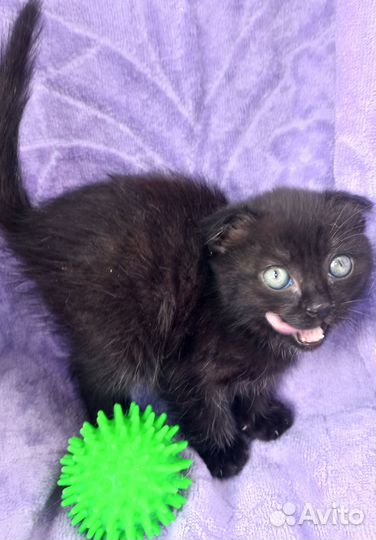 Котенок девочка в добрые руки