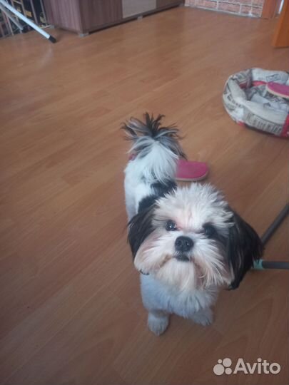 Щенок мальтипу