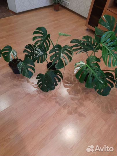 Монстера вариегатная