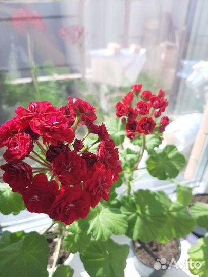 Пеларгония герань