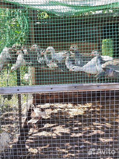 Яйцо цесарки