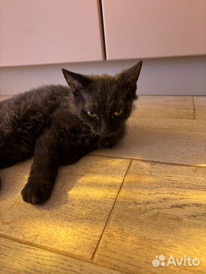 Отдам котенка в добрые руки