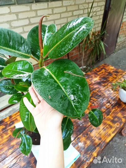 Цветы комнатные разные