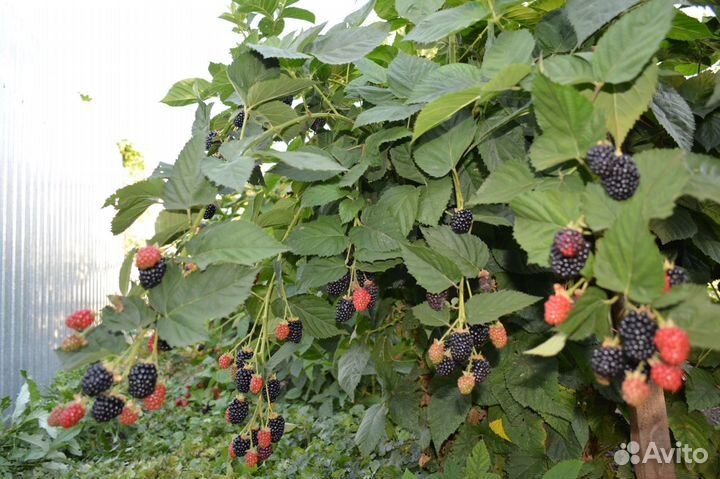 Саженцы ежевики