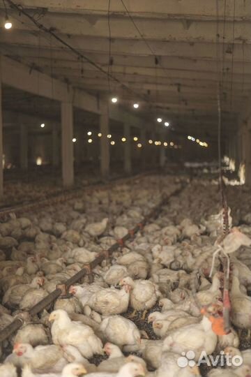 Домашний бройлер