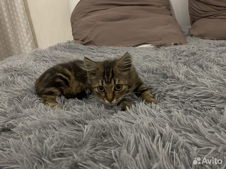 Отдам котенка в добрые руки