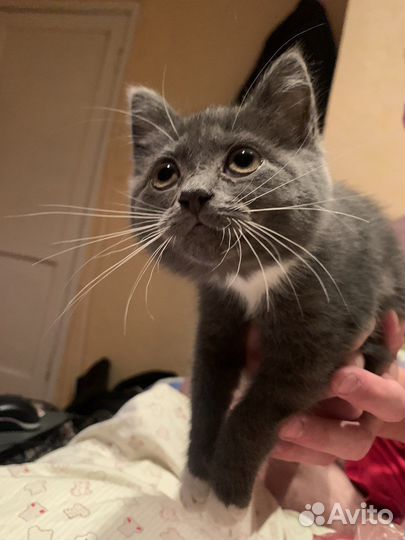 Британская кошка