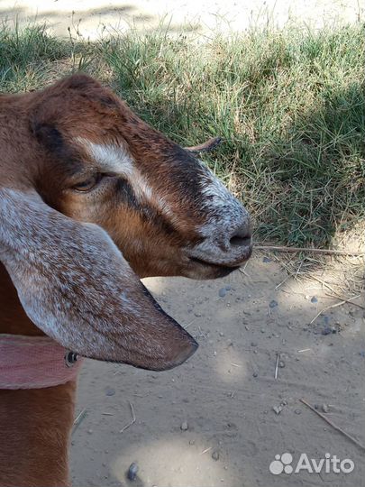 Дойные нубийские козы