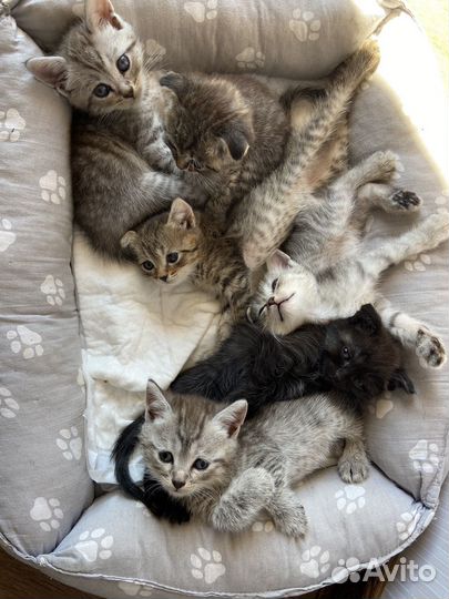 Котята в добрые руки бесплатно