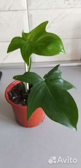 Эсхинантус Мона Лиза