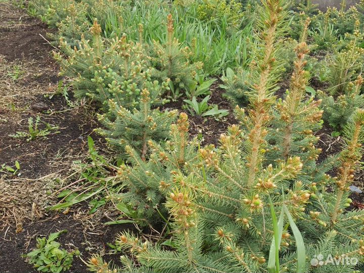 Ель голубая с комом земли