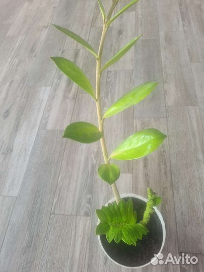 Замиокулькас