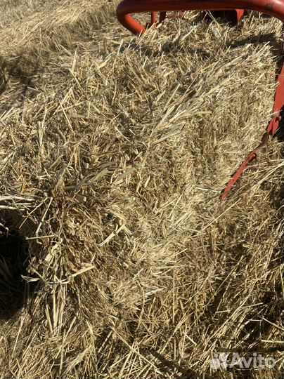 Сено с поля
