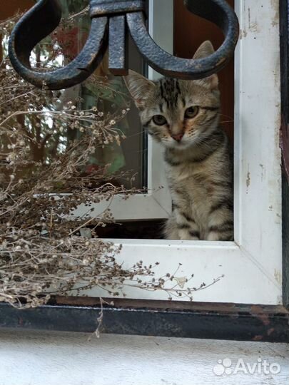 Котенок 3 мес