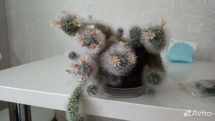 Кактусы и суккуленты