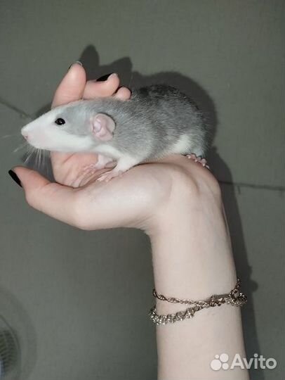 Крыса (крысята) дамбо