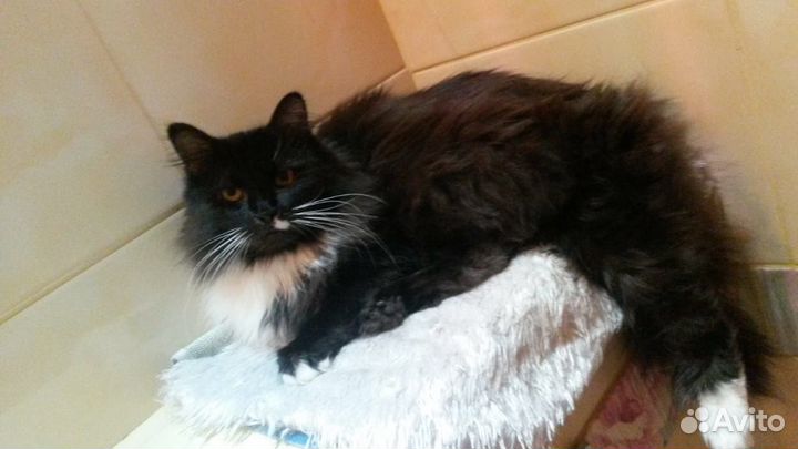 Монифа в ответственные руки