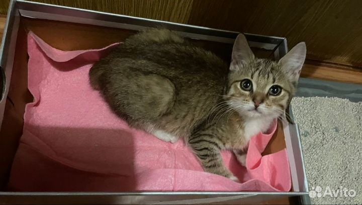 Котята мальчик и девочка