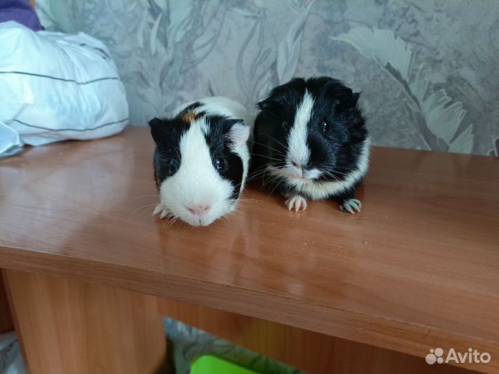 Морские свинки тедди