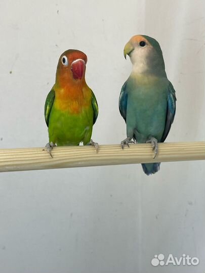 Попугай неразлучники птенцы