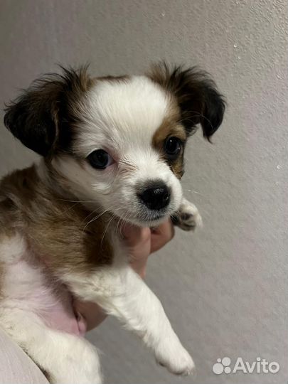 Щенок 1.5 месяца