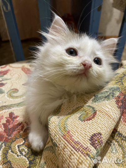 Белый пушистый кот приучен к лотку