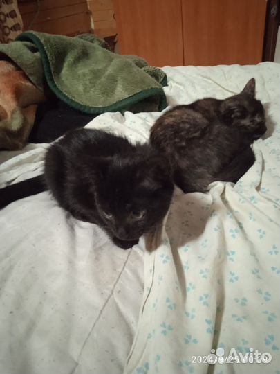 Котята пристрою